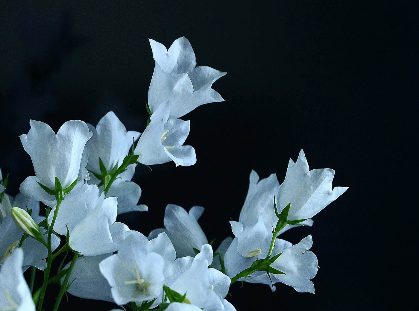 Колокольчики персиколистные белые