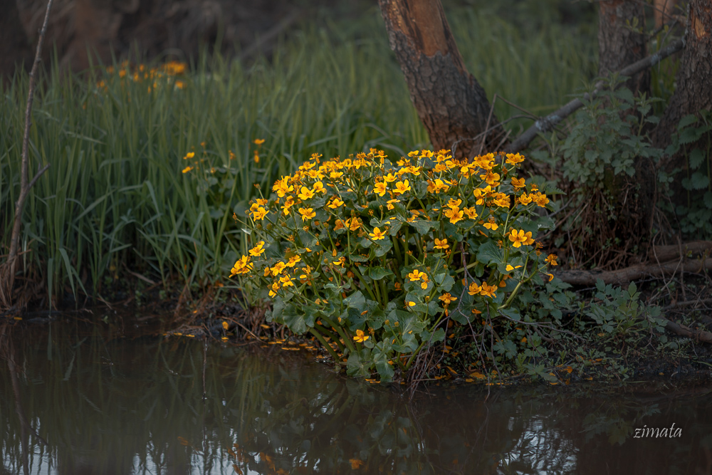 первоцветы