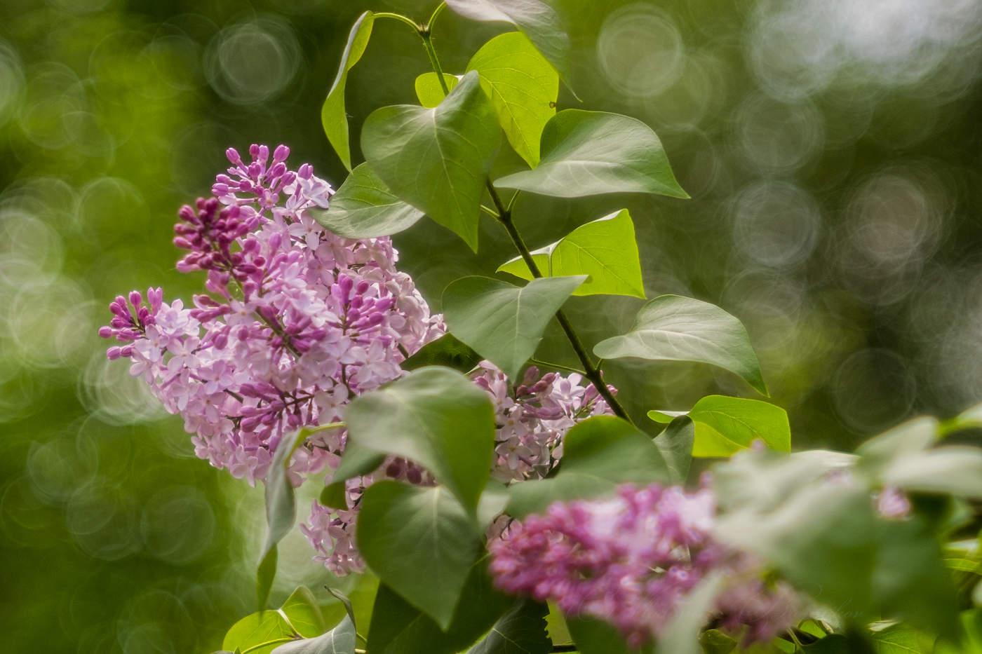 Сирень под моим окном