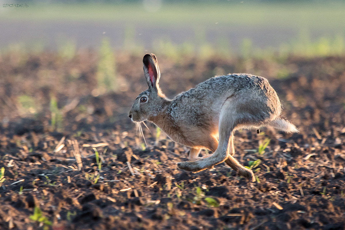 Детская неожиданность
