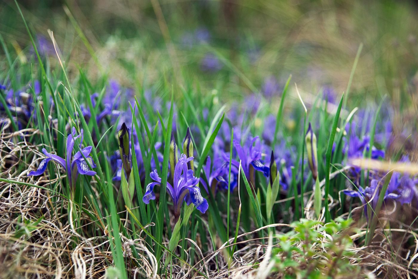 Кукушкины слезки