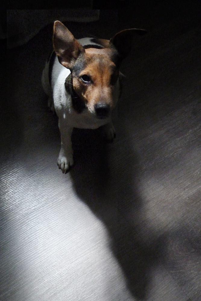 дама полусвета