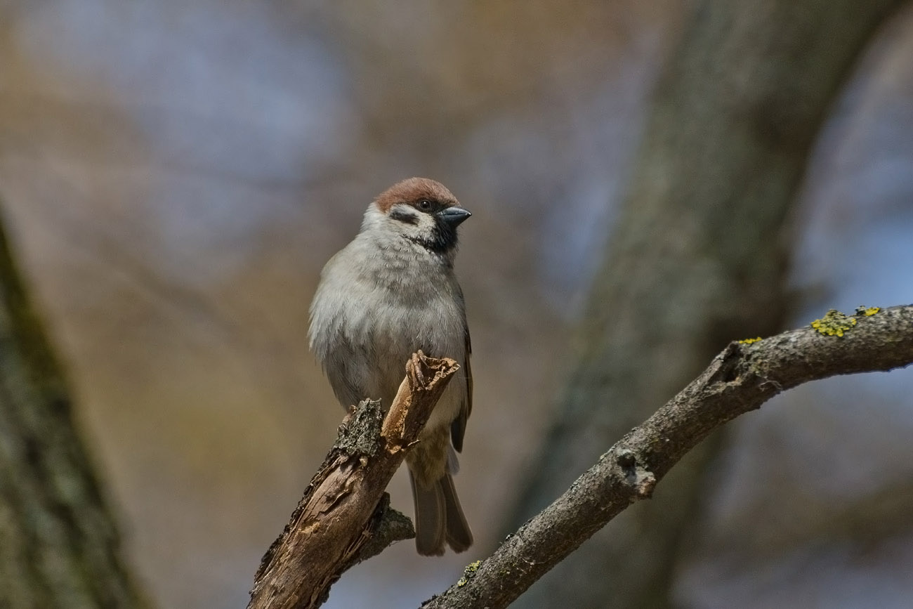 Полевой воробей
