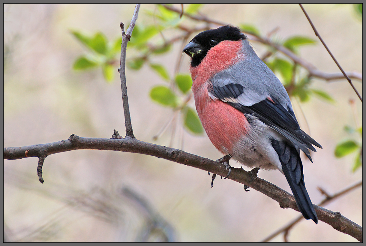 Майским утром