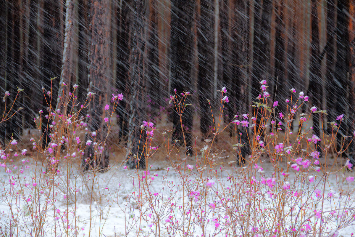 И был месяц май