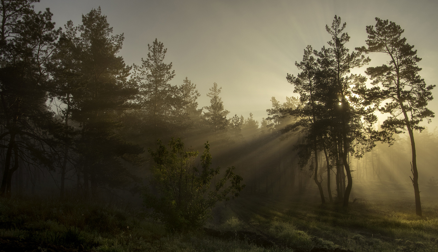 Свежесть раннего утра