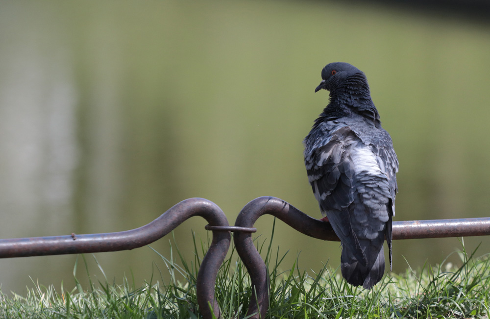 голубиное...
