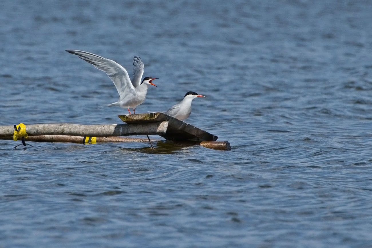 Голос. Речные крачки