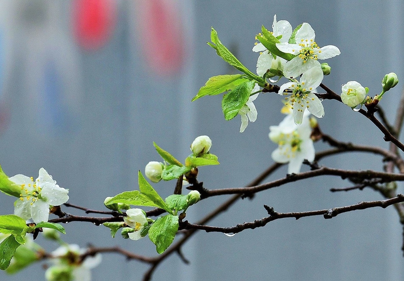 "И будут капать лепестки, как слезы ..."