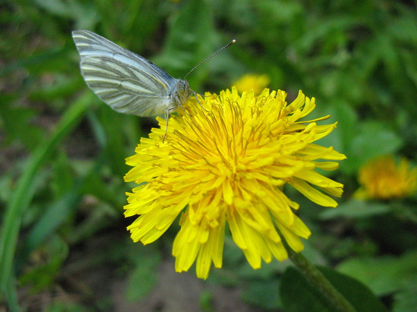 Весной пахнет!