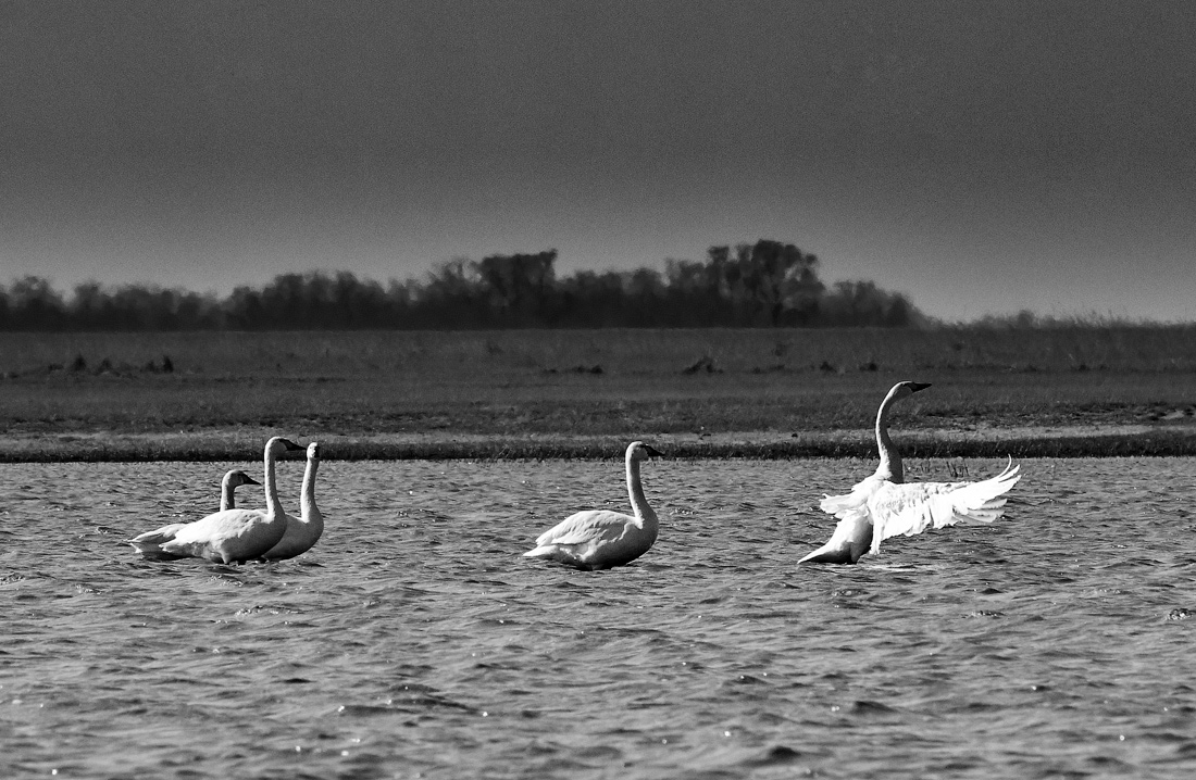 Лебединая грация