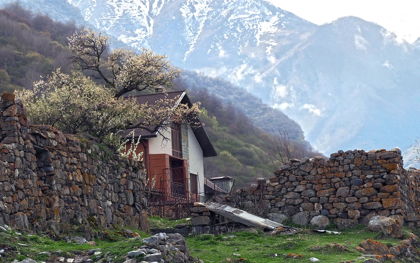 Цветущая сакура.