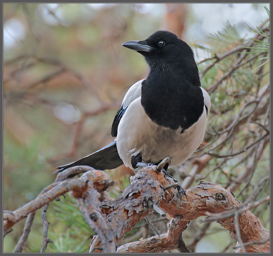- Так и быть, фотографируй!