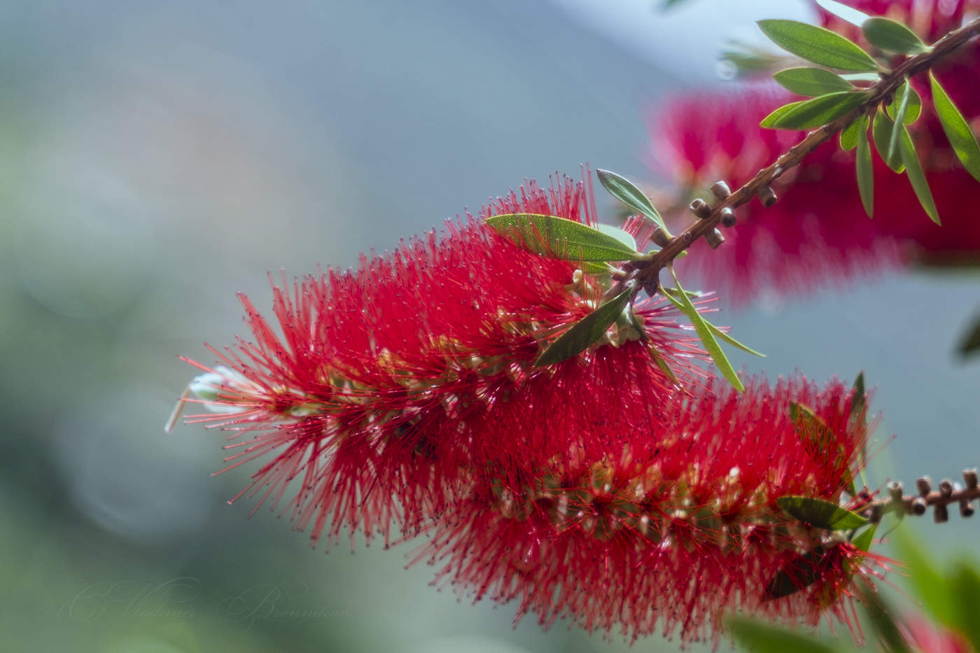 Каллистемон