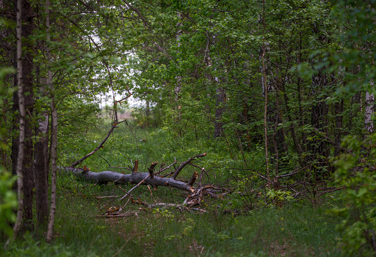 Лес...