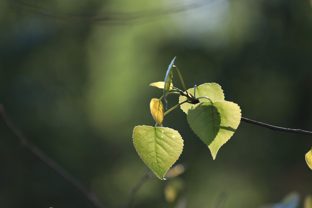 о листиках...