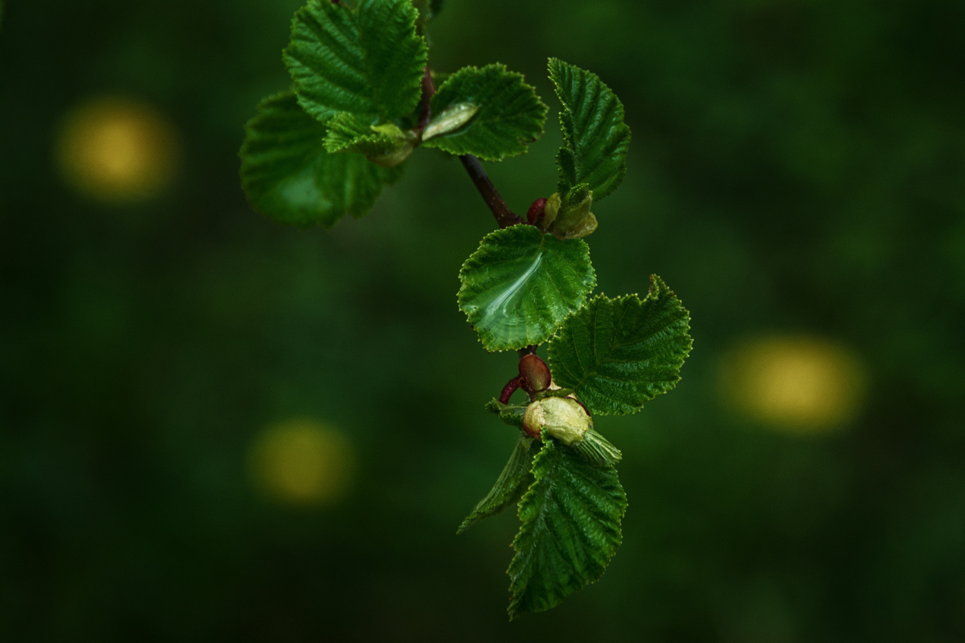 В одуванчиках