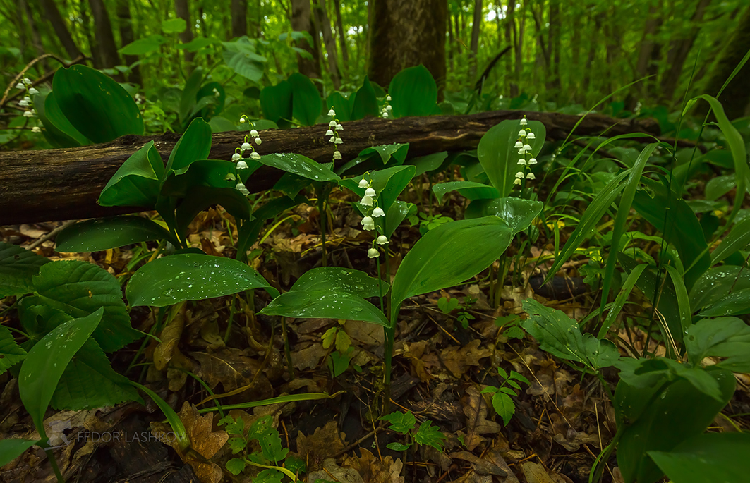 Ландыши в лесу