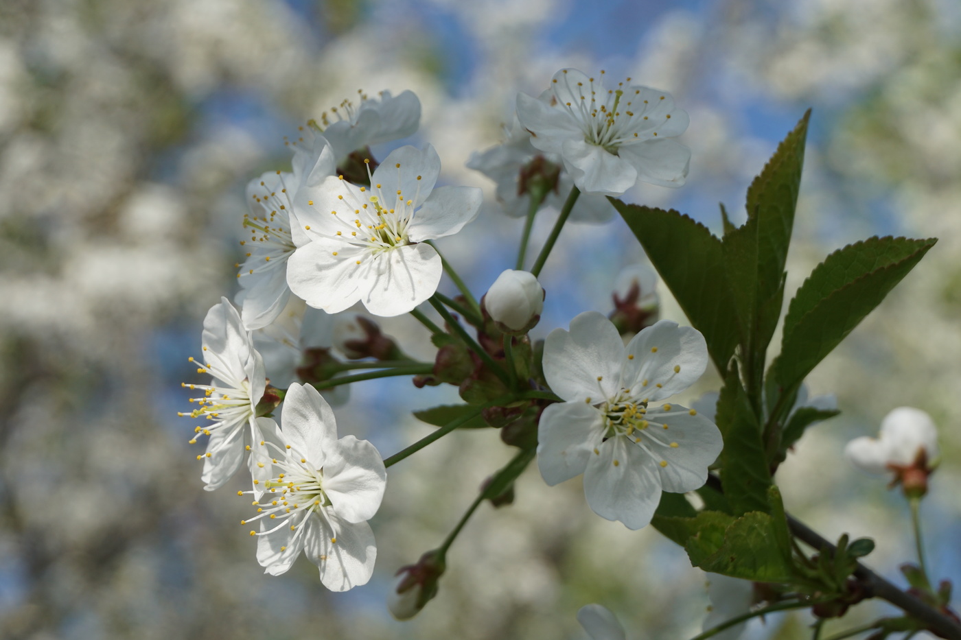 Вишня цветёт.