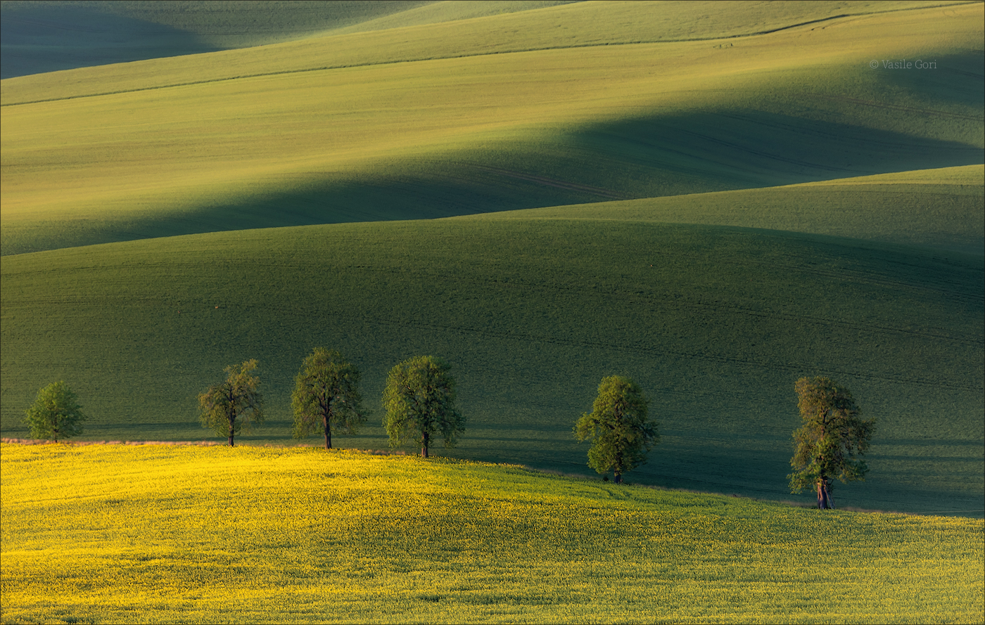Каштановая аллея