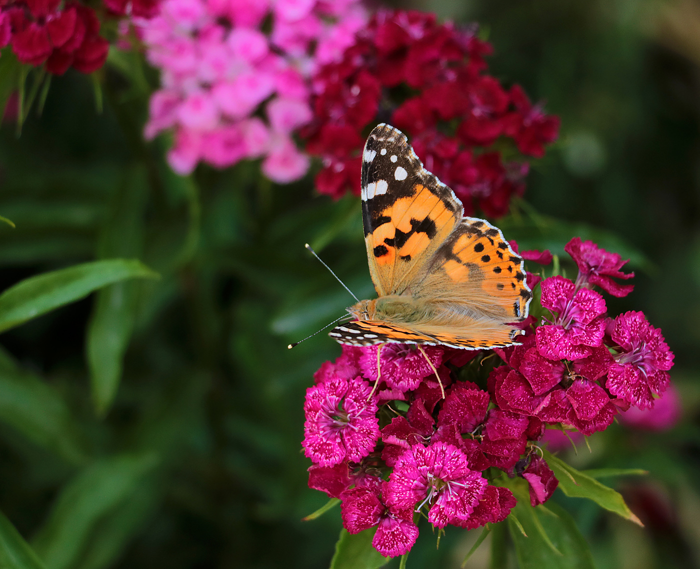 Цветы и бабочки - любовь иль симбиоз?