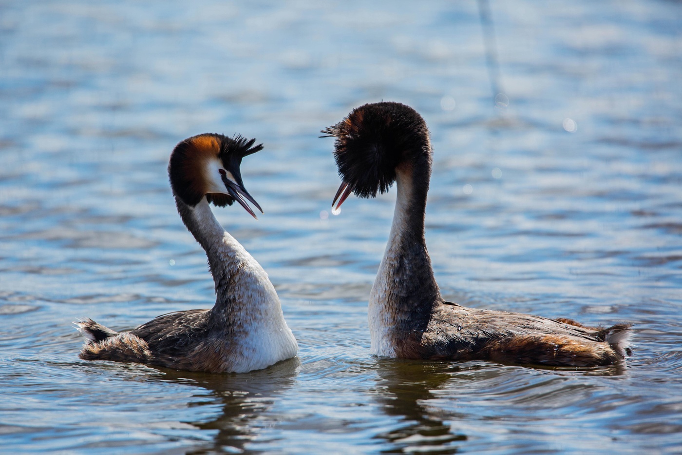 Брачные танцы