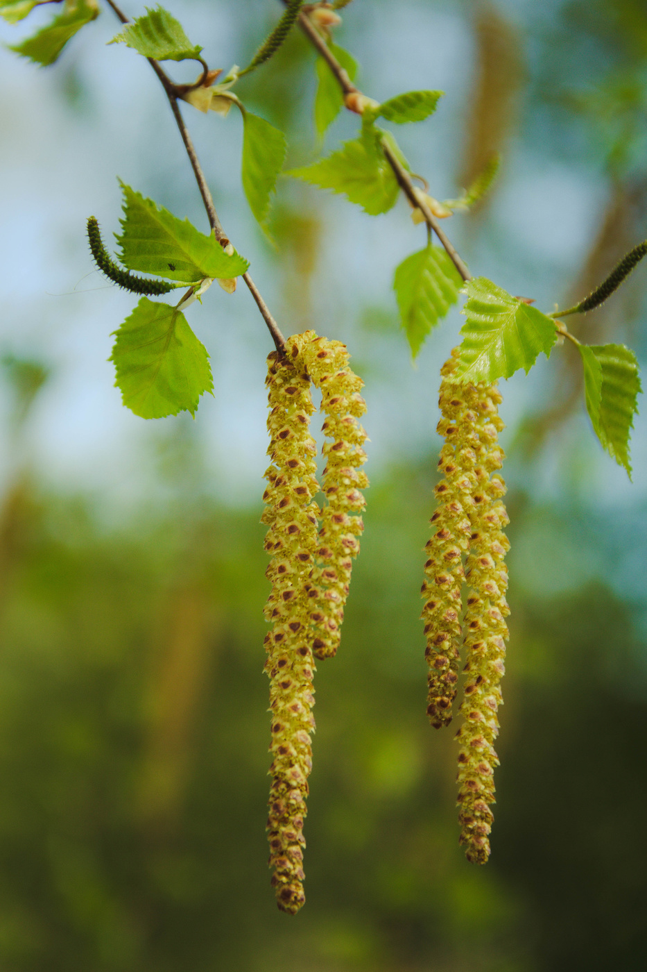 Берёзовые серьги.