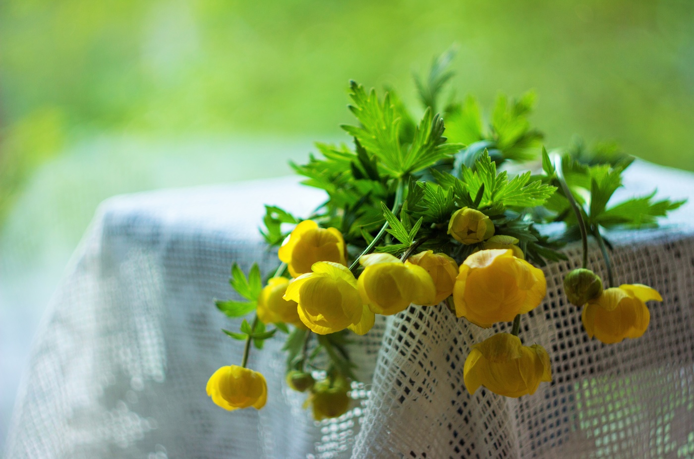 Купальница