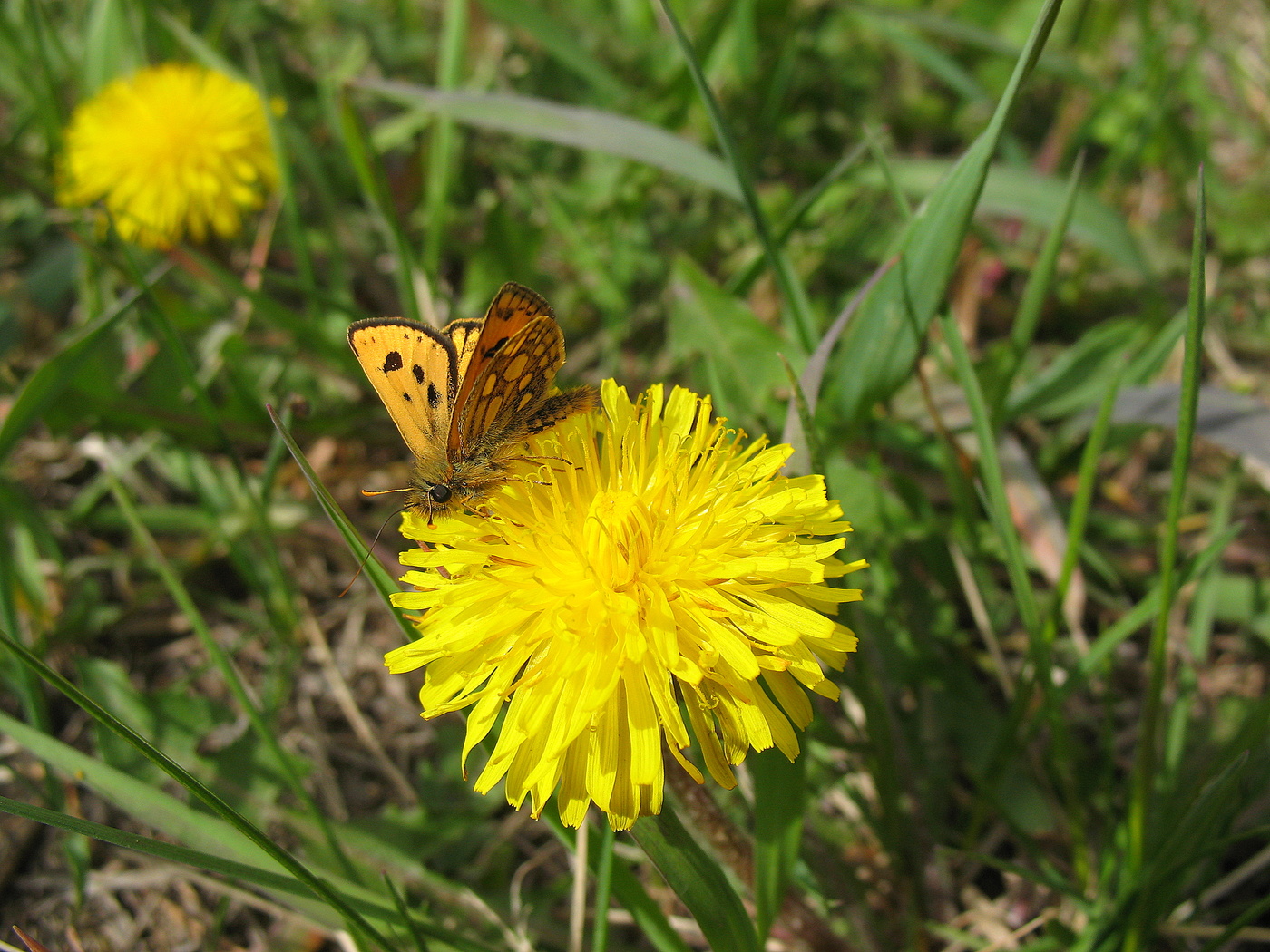 На весенней лужайке