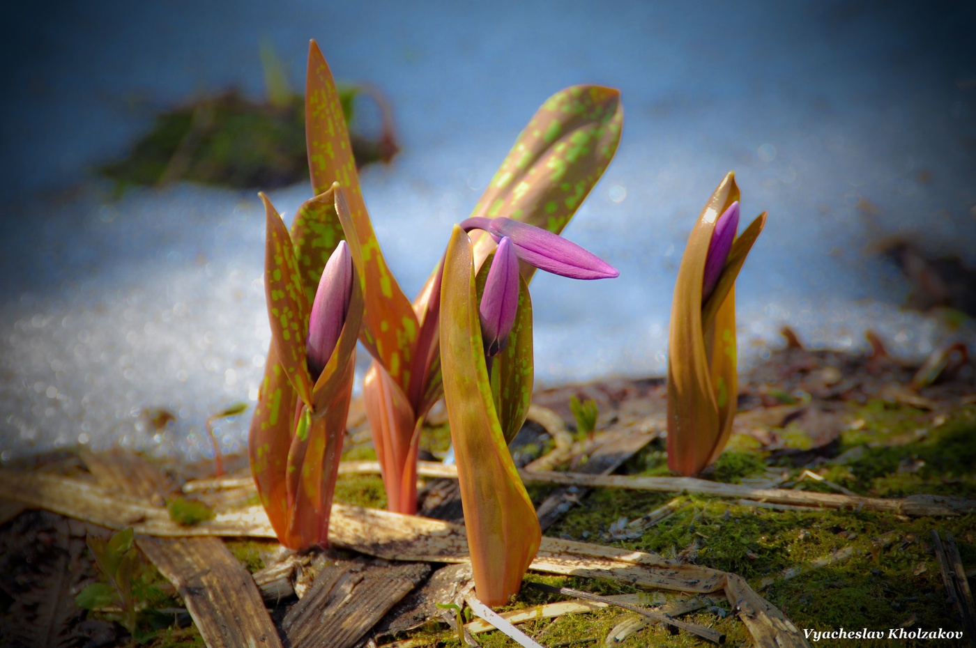 Таяние снега и Кандык сибирский