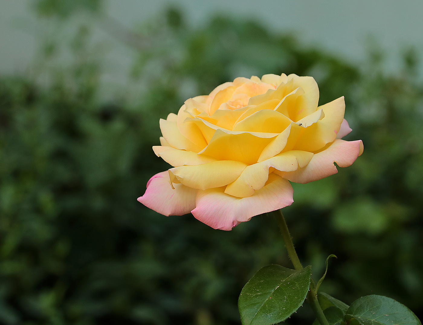 Королева красоты 2019