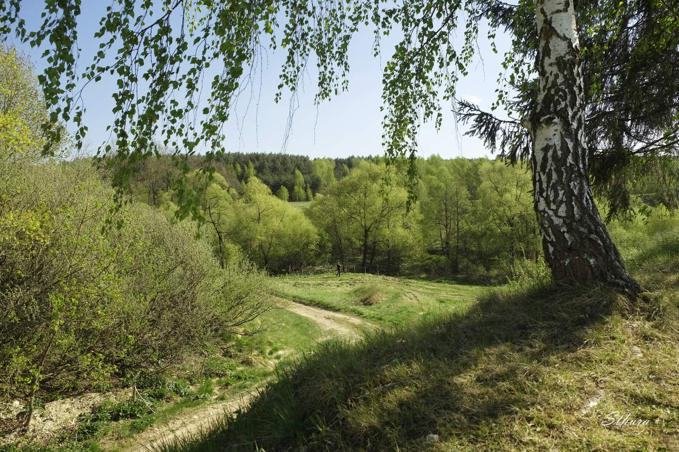 Берёза на бугре.