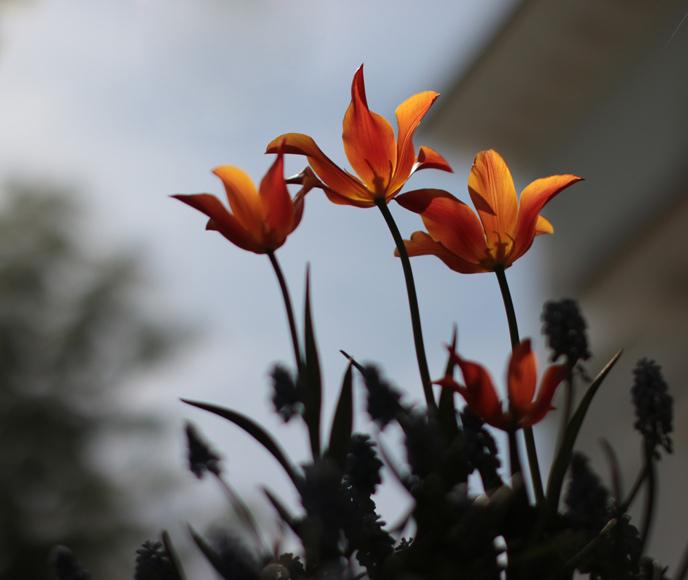 Елагинское...