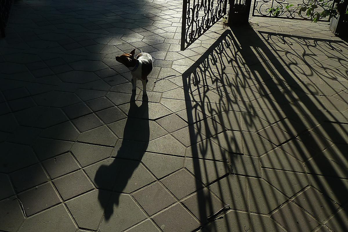 тени просыпаются рано