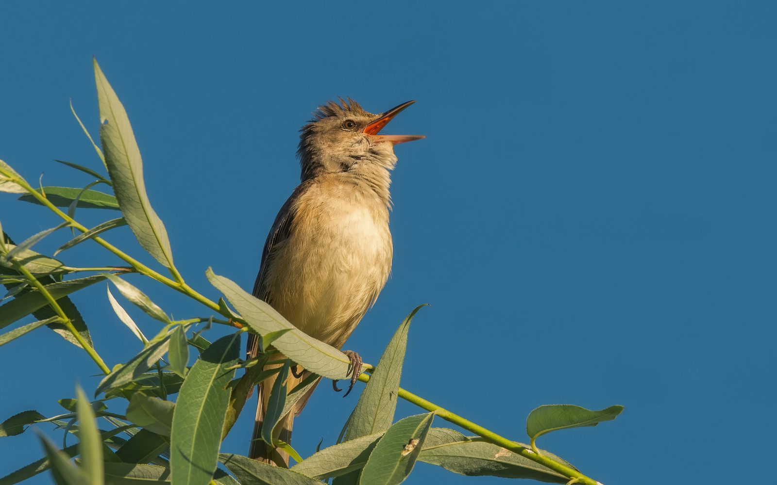 Песнь солнцу