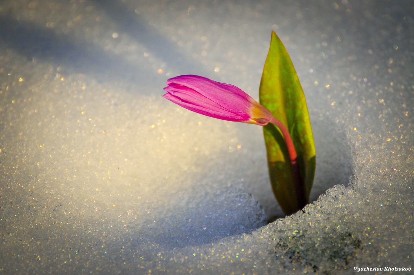 Кандык на снегу