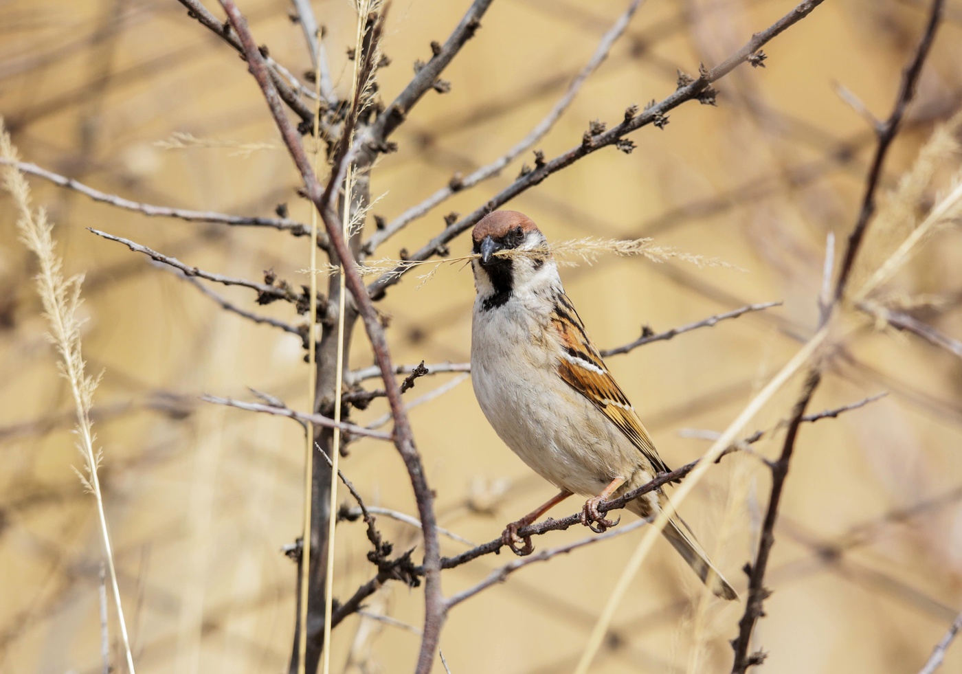 Воробей усатый