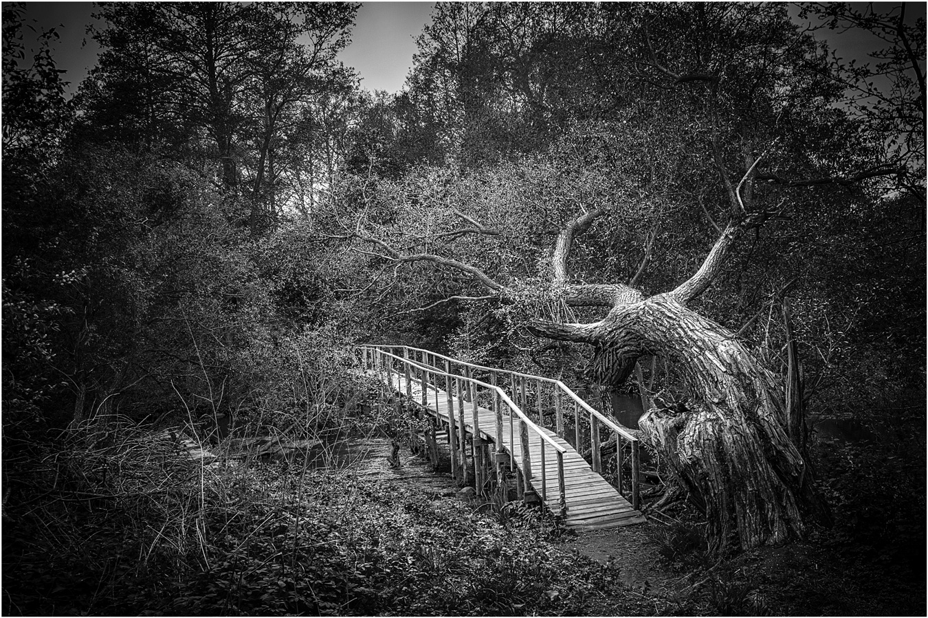 У поваленного дерева