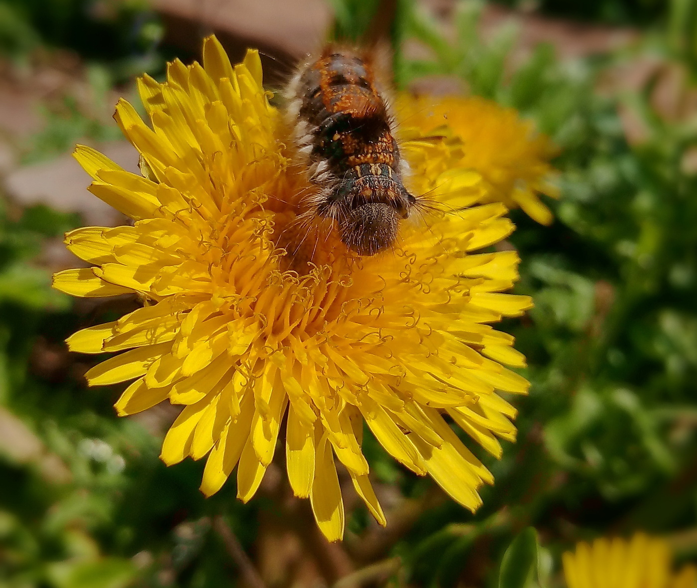Время одуванчиков.