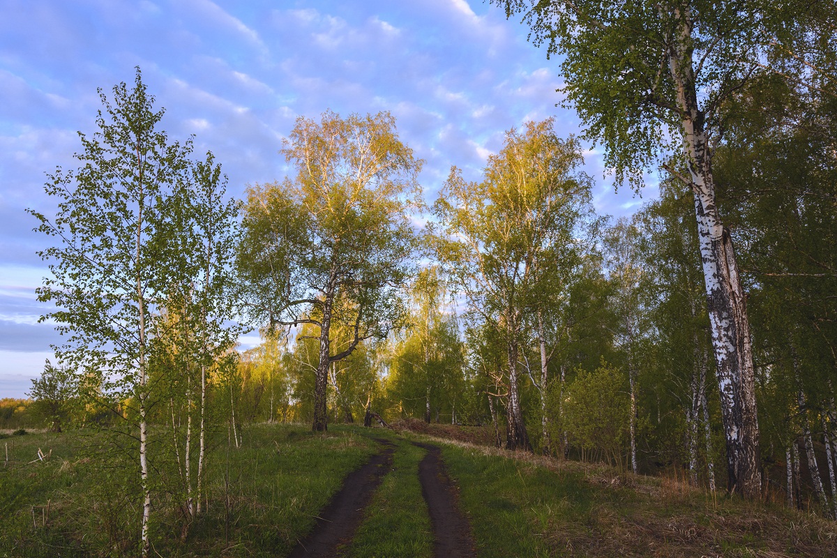 Утро в мае.