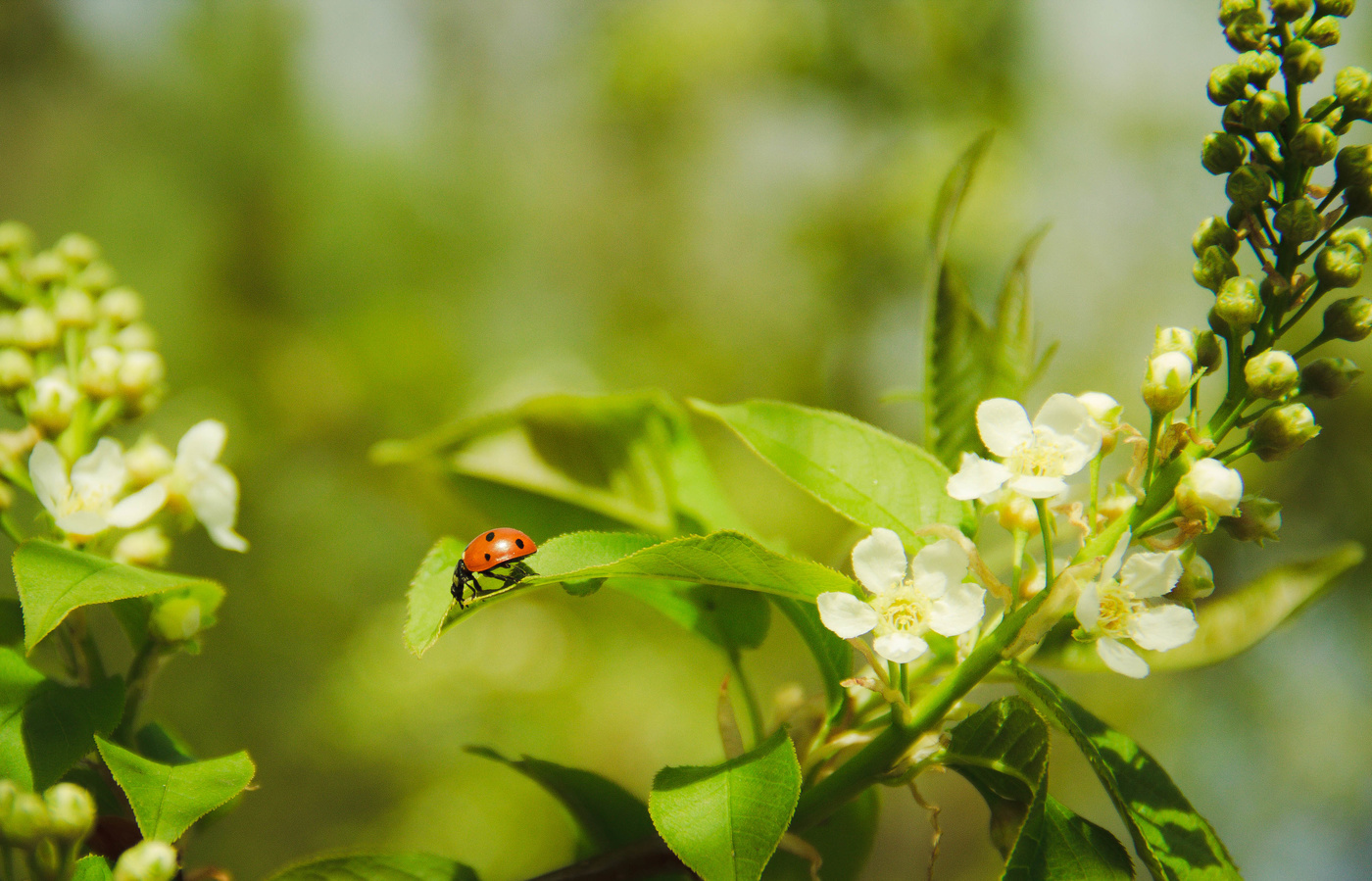 Весенние зарисовки ...
