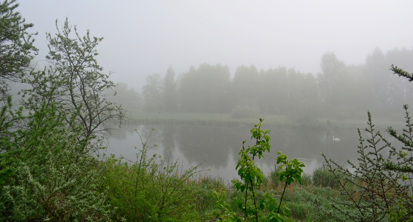 Туманный май