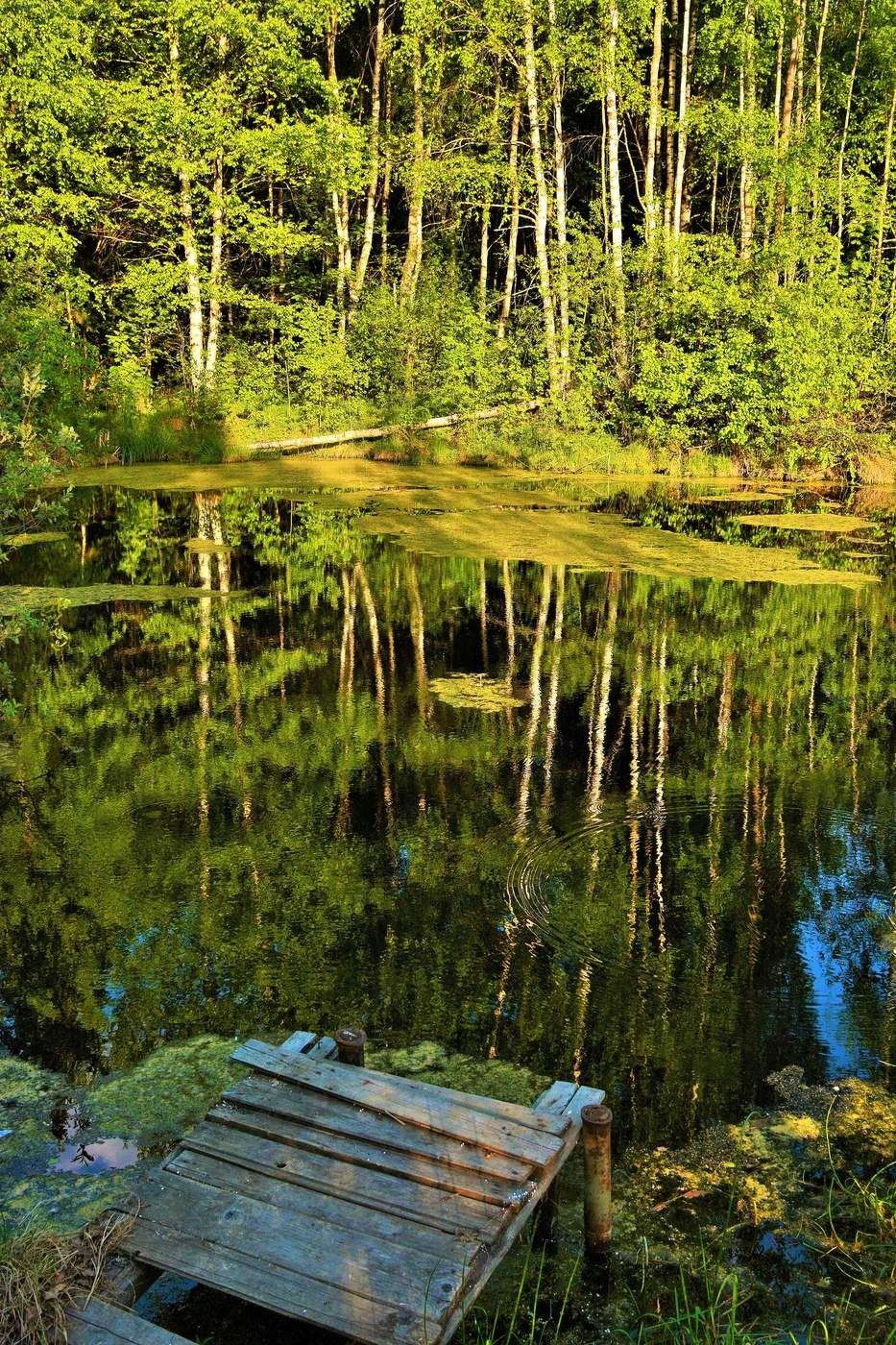 "Старый пруд, заросший ряской ..."