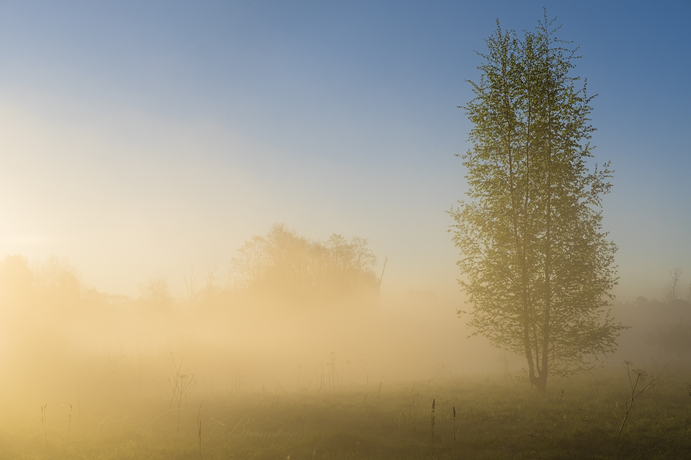 На солнечной поляне