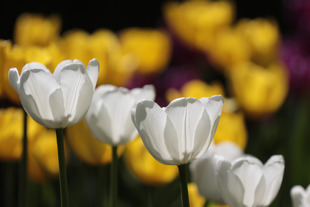 Елагинское...