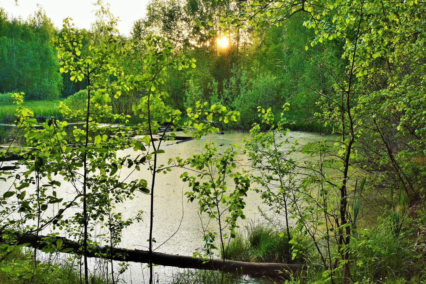 "Вечерний лес звучит как блюз ..."