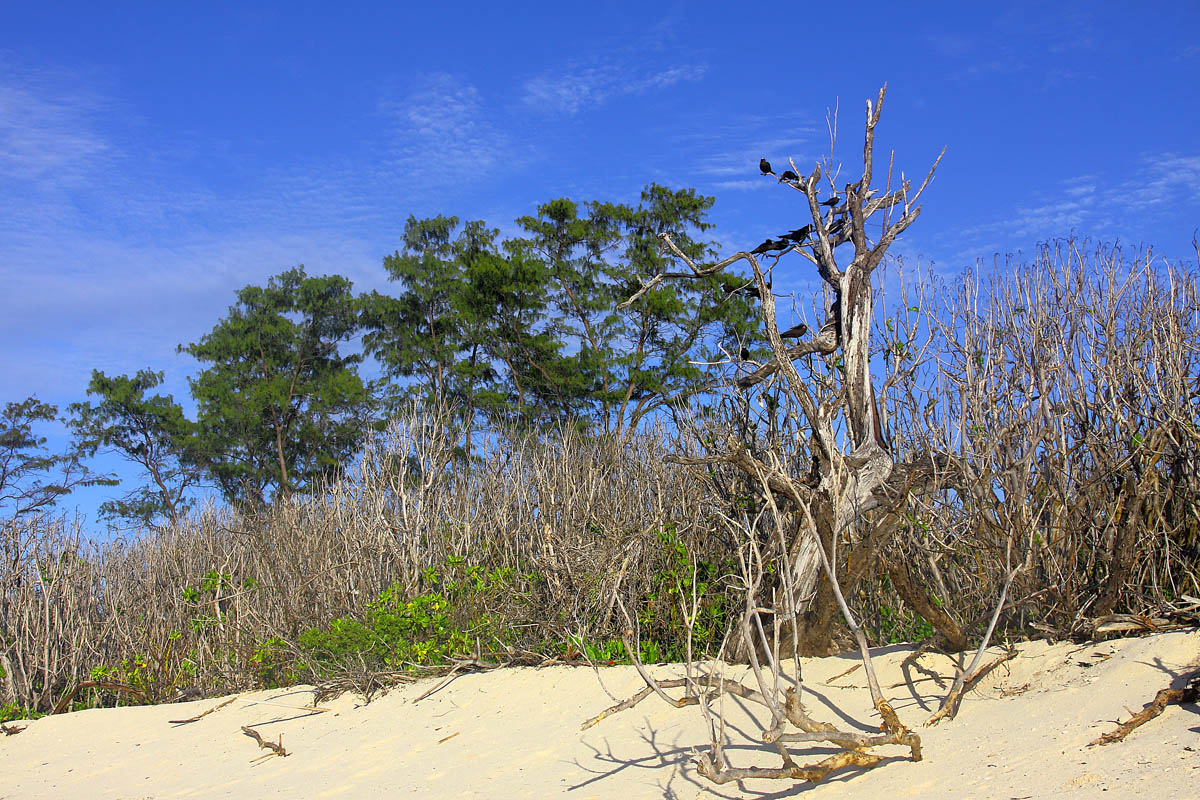 На острове Бёрд