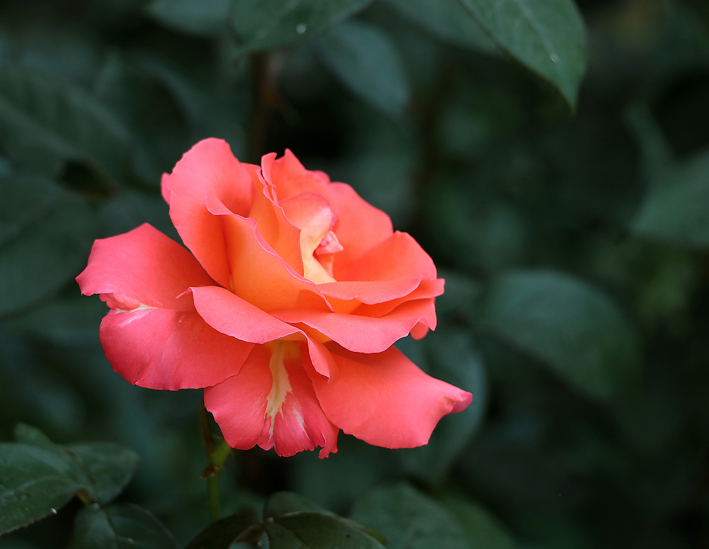 Королева красоты 2019