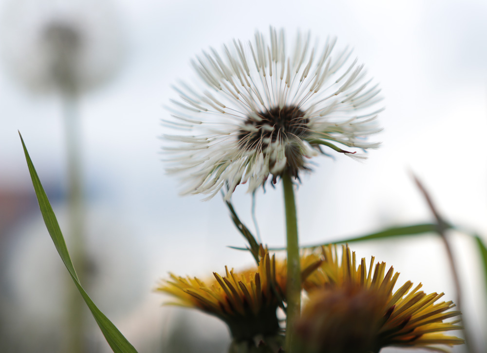 одуванчиковое