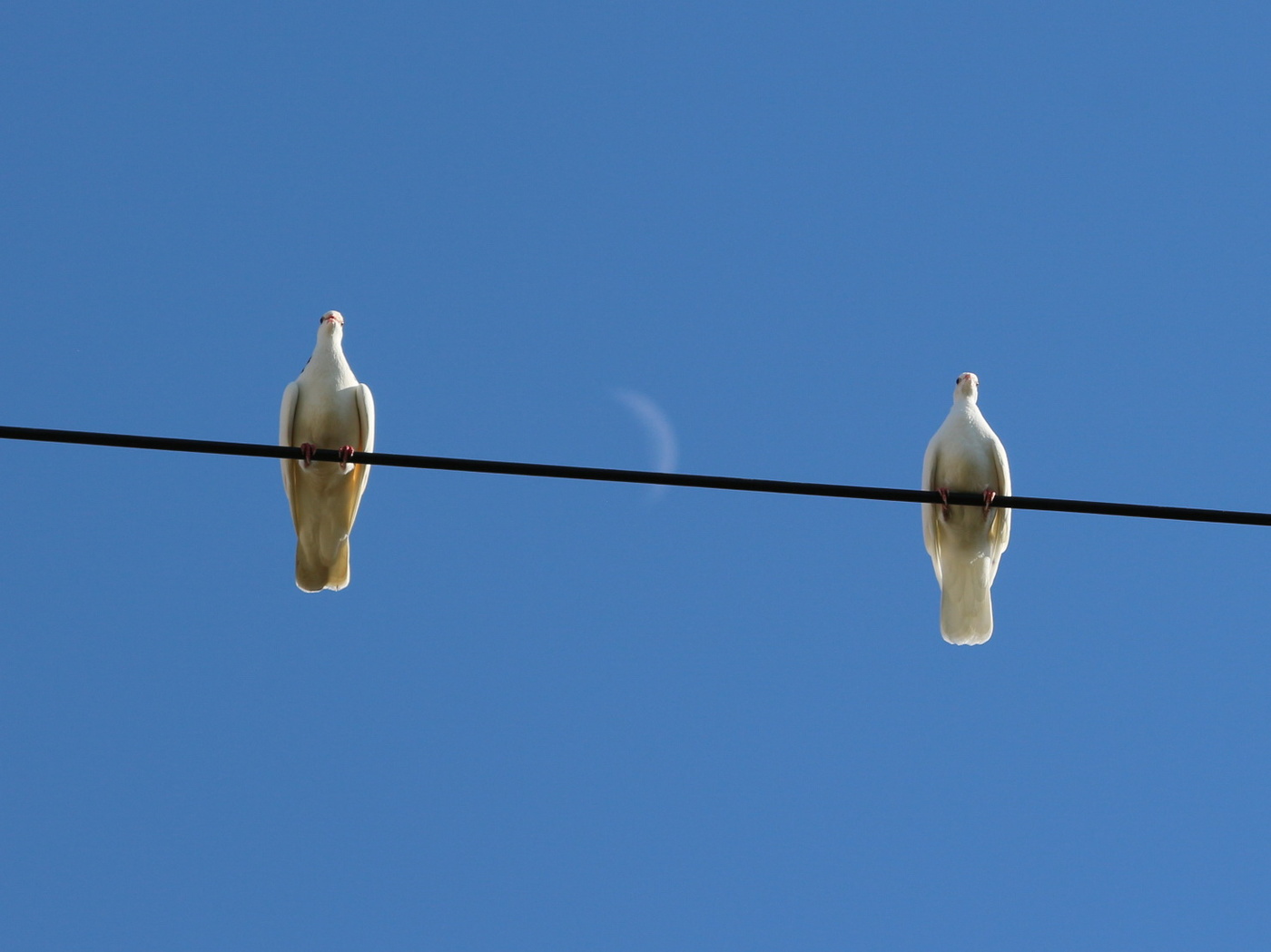 Парочка на фоне луны